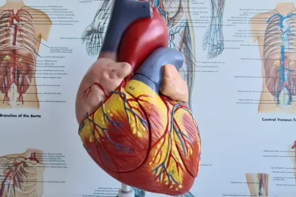 Kalp Anevrizması Nedir? Tanı ve Teşhis Yöntemleri Nelerdir?